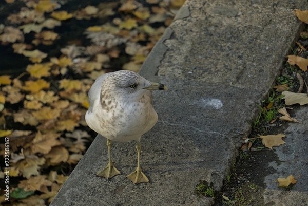 Fototapeta The Calm Larus is watching