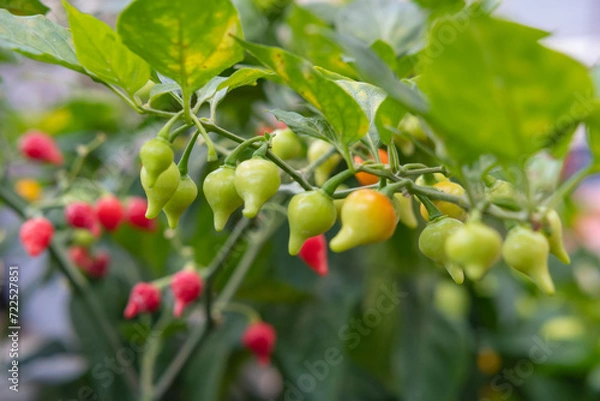 Fototapeta Close up view of chupetinho chili (family of Capsicum Chinense) that has tear-drop shape. Originated from Brazil.