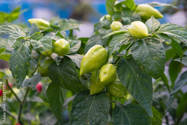 Fototapeta Close up view of unripe Carolina Reaper, the world's hottest chili, growing in a tree. Selective focus