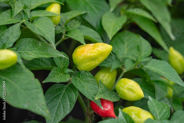 Fototapeta Close up view of unripe Carolina Reaper, the world's hottest chili, growing in a tree. Selective focus