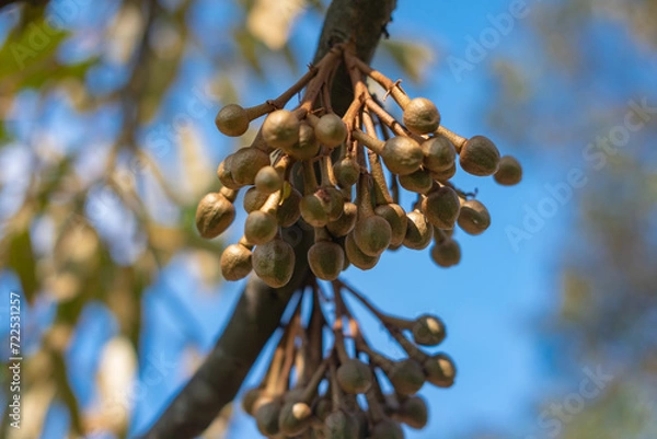 Fototapeta Lots of Durian, king of fruits, buds growing on a tree.