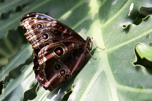 Obraz Butterfly on leaf