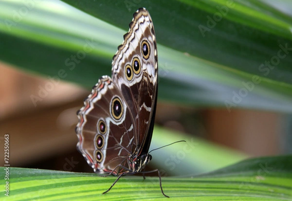 Obraz Butterfly on a leaf