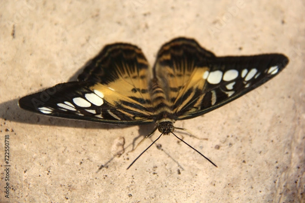 Obraz Butterfly on a rock