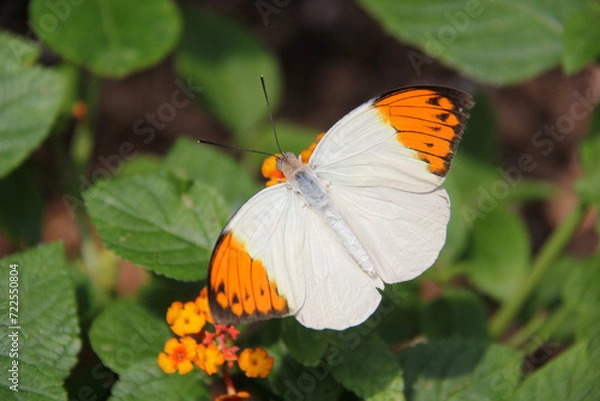 Obraz Orange and white butterfly