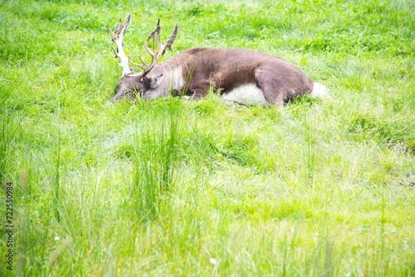 Obraz Elk sleeping on the grass