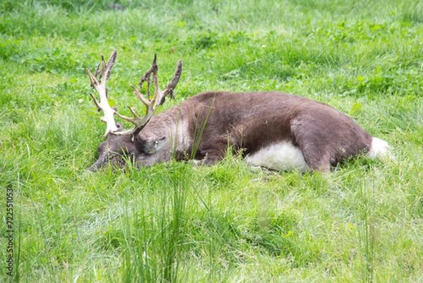 Obraz Elk sleeping on the grass
