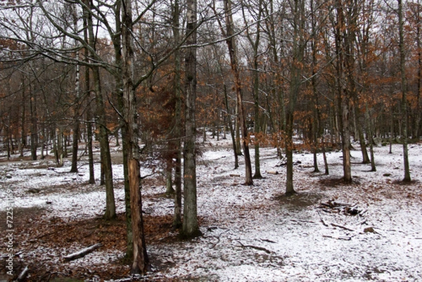 Obraz Winter forest in the snow