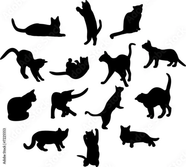 Fototapeta Wiele kotów