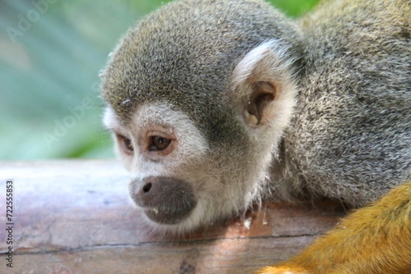 Obraz Close up of monkey