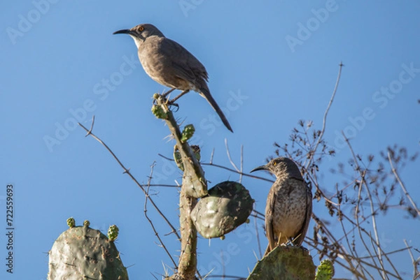 Fototapeta Toxostoma curvirostre (cuicacoche psiquicurvo