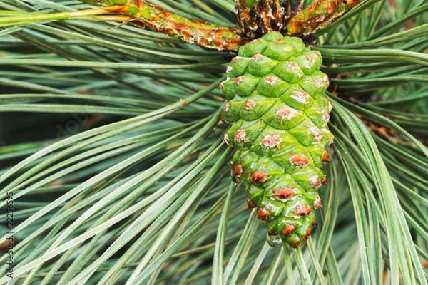 Obraz Green pine cone