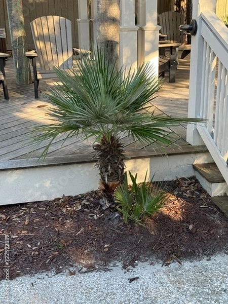 Fototapeta palm tree