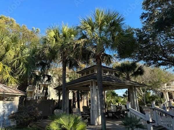 Fototapeta palm trees