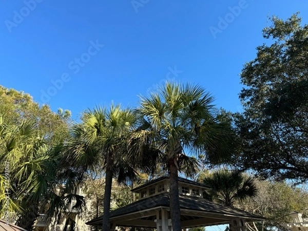 Fototapeta palm trees