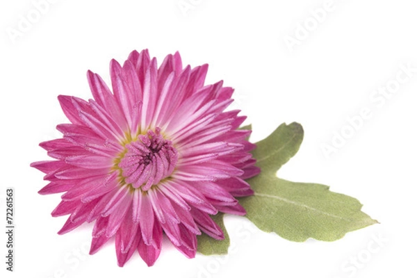 Fototapeta Макро хризантема