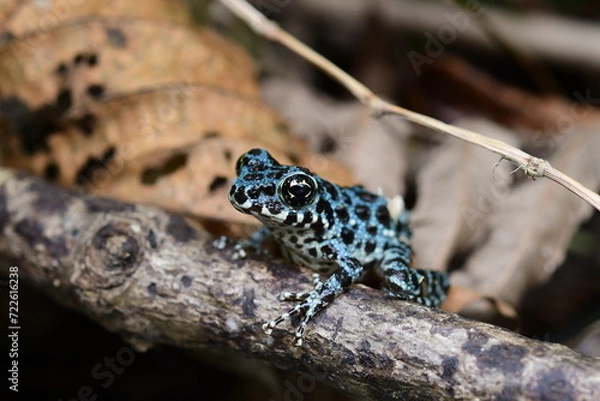 Obraz 青いイシカワガエル