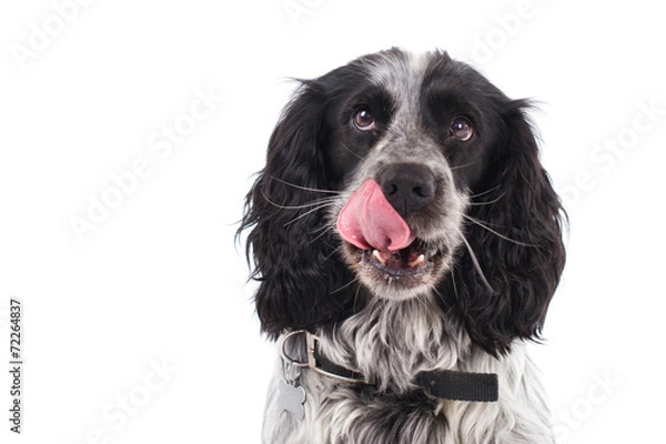 Obraz Spaniel oblizuje usta.