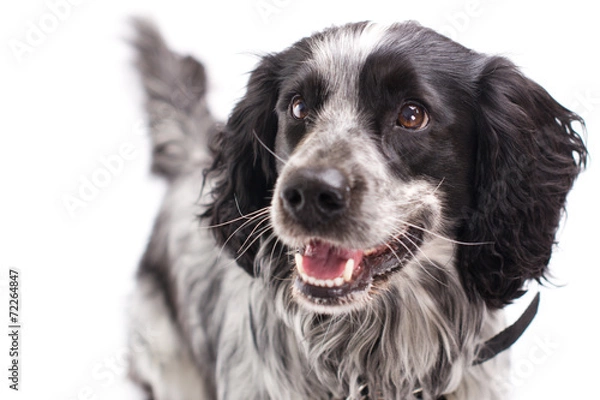 Obraz Cocker Spaniel