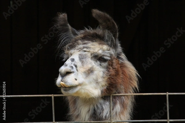 Obraz A curious Llama