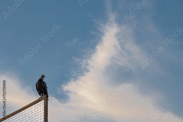 Fototapeta raven on a roof 