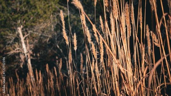 Fototapeta First Attempt