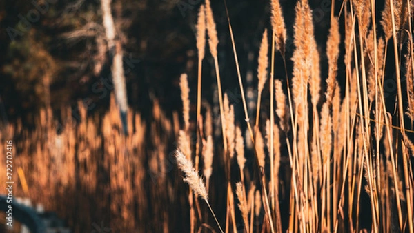 Fototapeta First Attempt