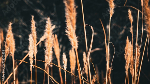 Fototapeta First Attempt