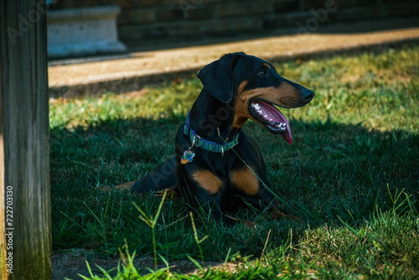 Fototapeta First Attempt