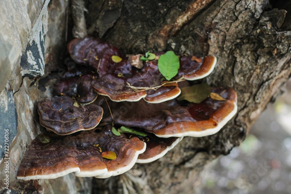 Obraz mushrooms on a tree