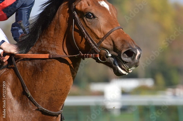 Fototapeta cheval de course