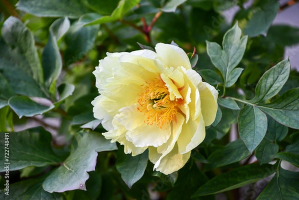 Obraz シャクヤク「大花筏」