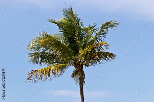 Fototapeta Palm tree against a blue sky