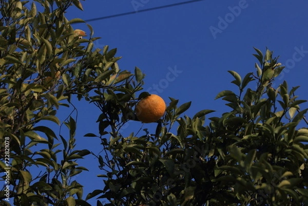 Obraz 熟れた夏ミカン