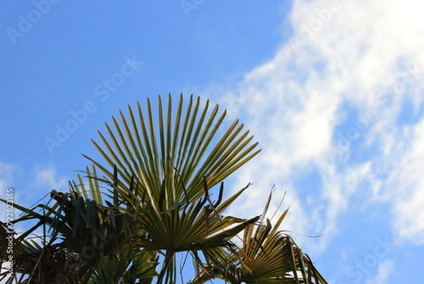 Obraz 青空と雲と植物
