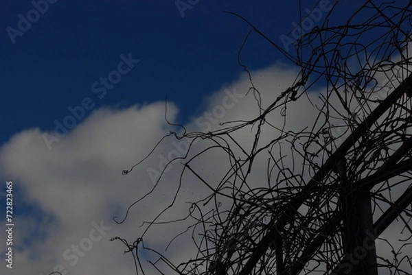 Obraz 絡まるツル
