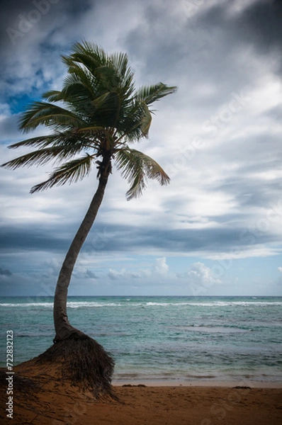 Fototapeta Palmier et plage tropicale par temps nuageux