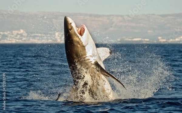 Obraz Great White Shark (Carcharodon Carcharias) w ataku
