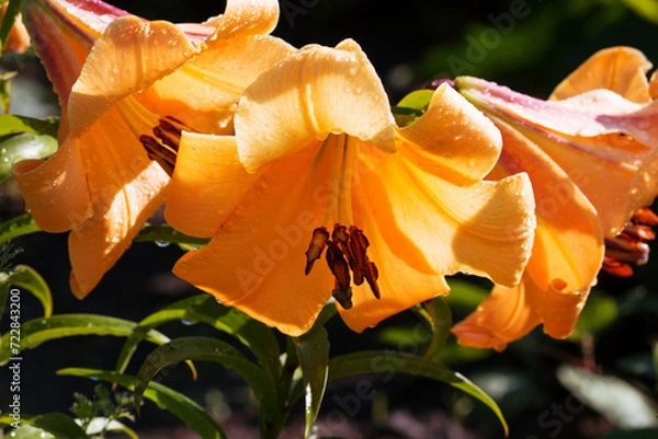 Fototapeta Yellow Asiatic lilies with drops of water on the petals bloom after rain in the morning, summer garden. Close-up.