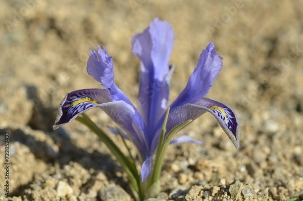 Obraz Spring blooming Iris (Juno) stenophylla