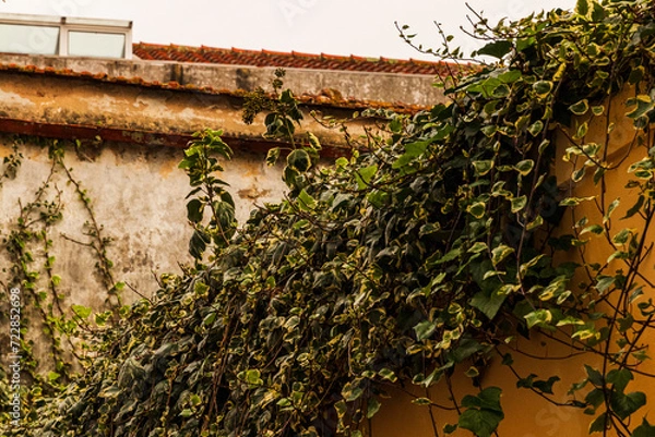 Obraz ivy covered wall