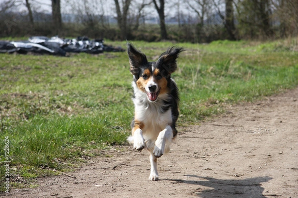 Obraz Fliegende Ohren