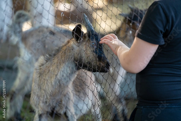 Obraz a child strokes a little goat