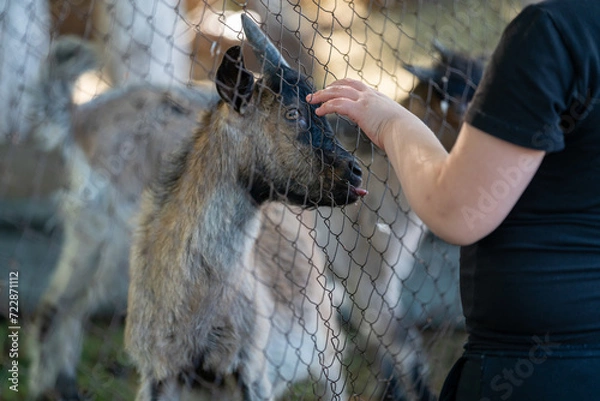 Obraz a child strokes a little goat