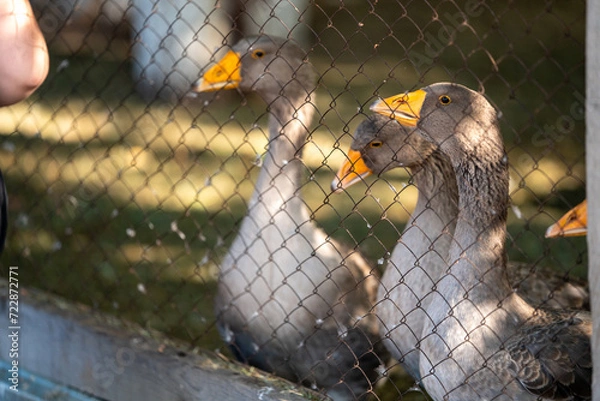 Obraz homemade goose in valliere