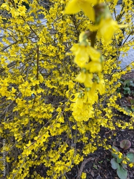 Fototapeta Forsythia Vahl Forsythia blooms yellow in spring