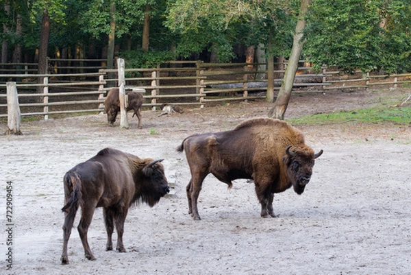 Obraz bison