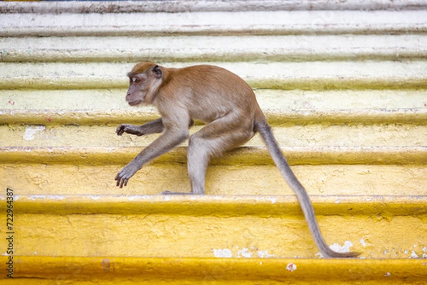 Fototapeta Japanese macaque, a long-tailed primate, sits on a rock in its natural habitat, showcasing the charming bond between a mother and her baby in the wild