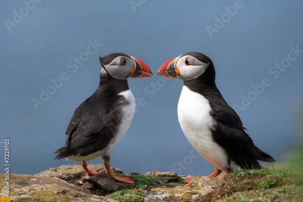 Obraz Two puffins