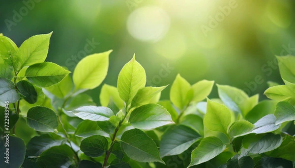 Fototapeta Closeup green leaves background, Overlay fresh leaf pattern, Natural foliage textured and background